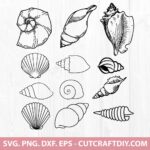 Seashell SVG
