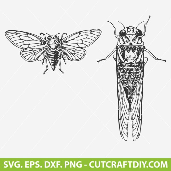 Cicada SVG